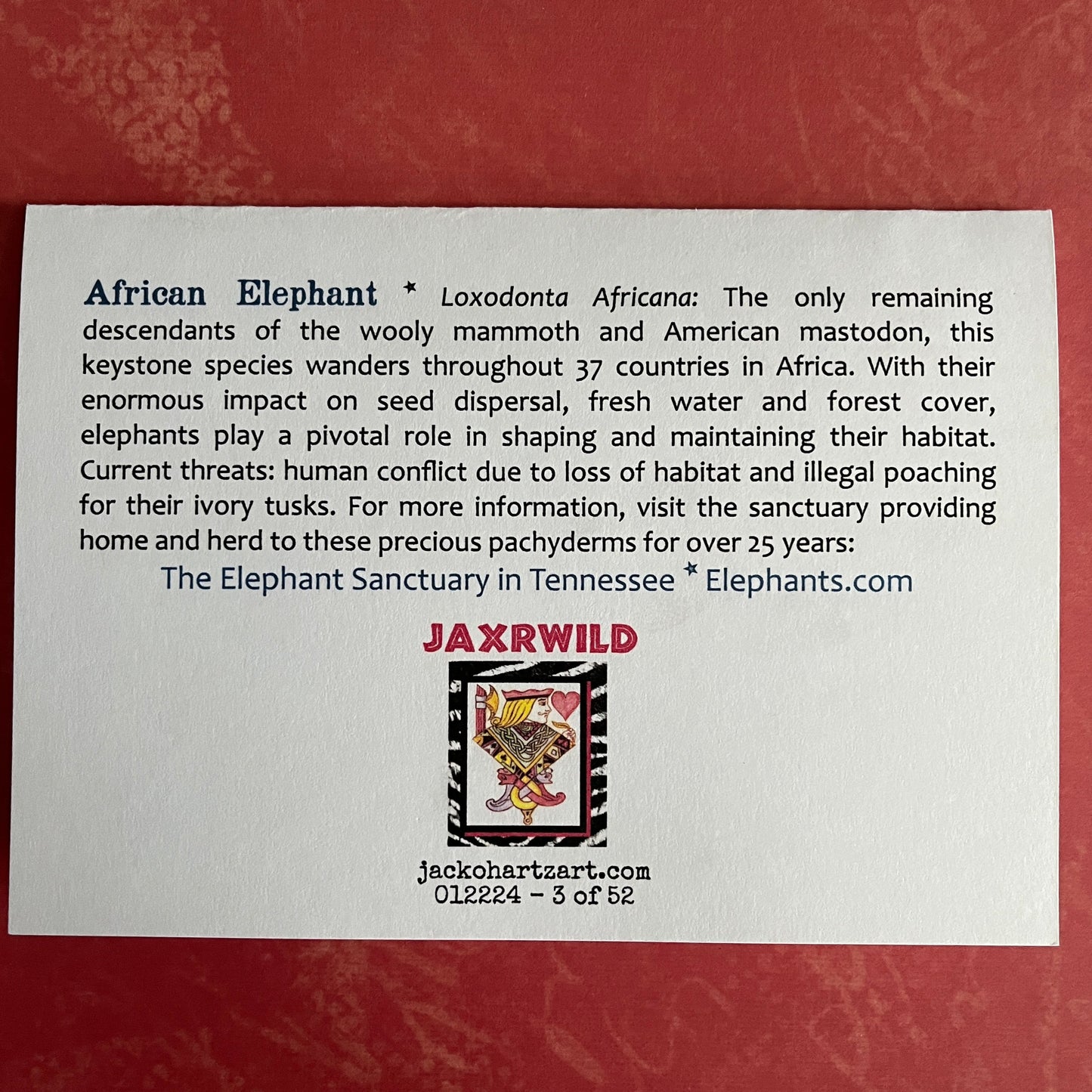 3 - African Elephant