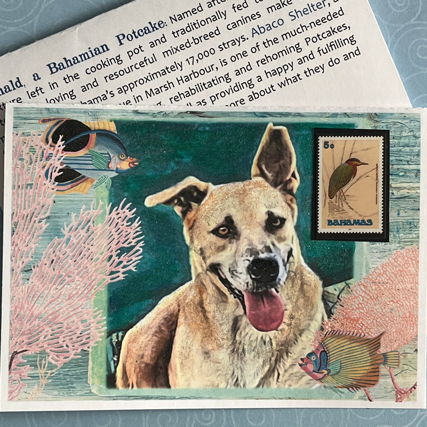 SALE 4 of 52 - Bahamian Potcake