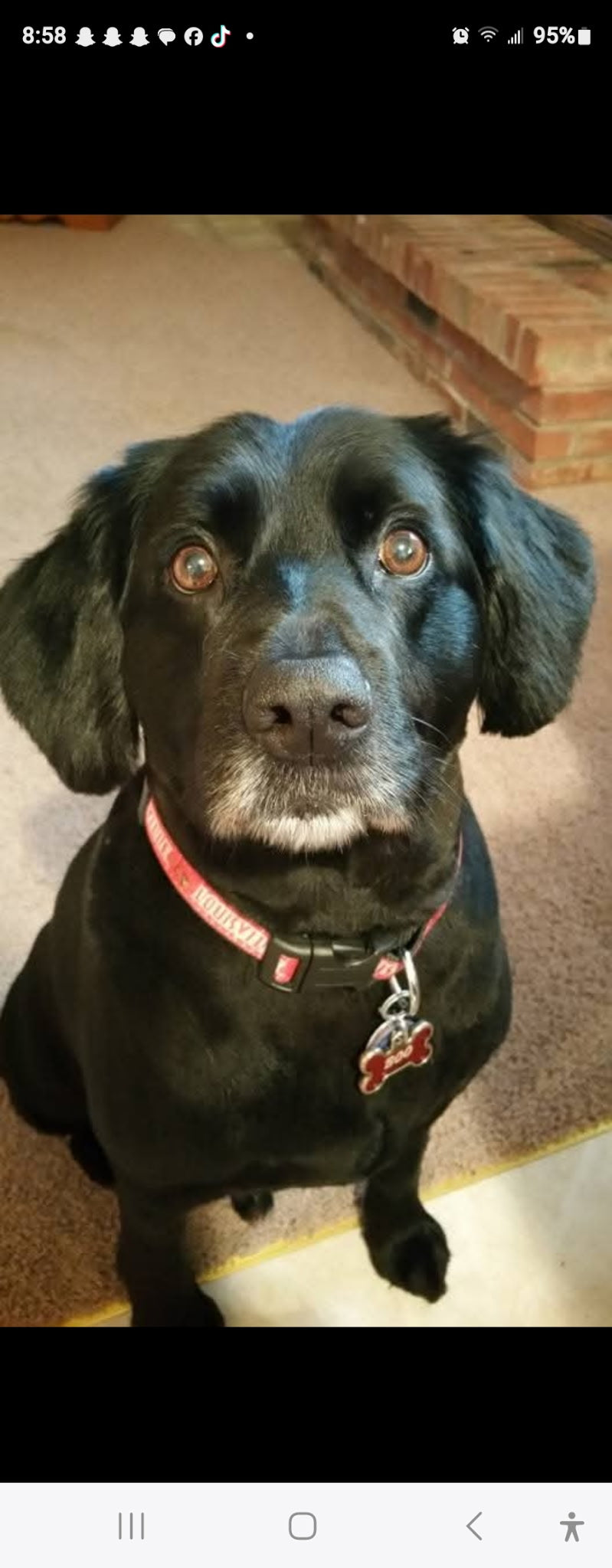 Personalized Pet Greeting Card