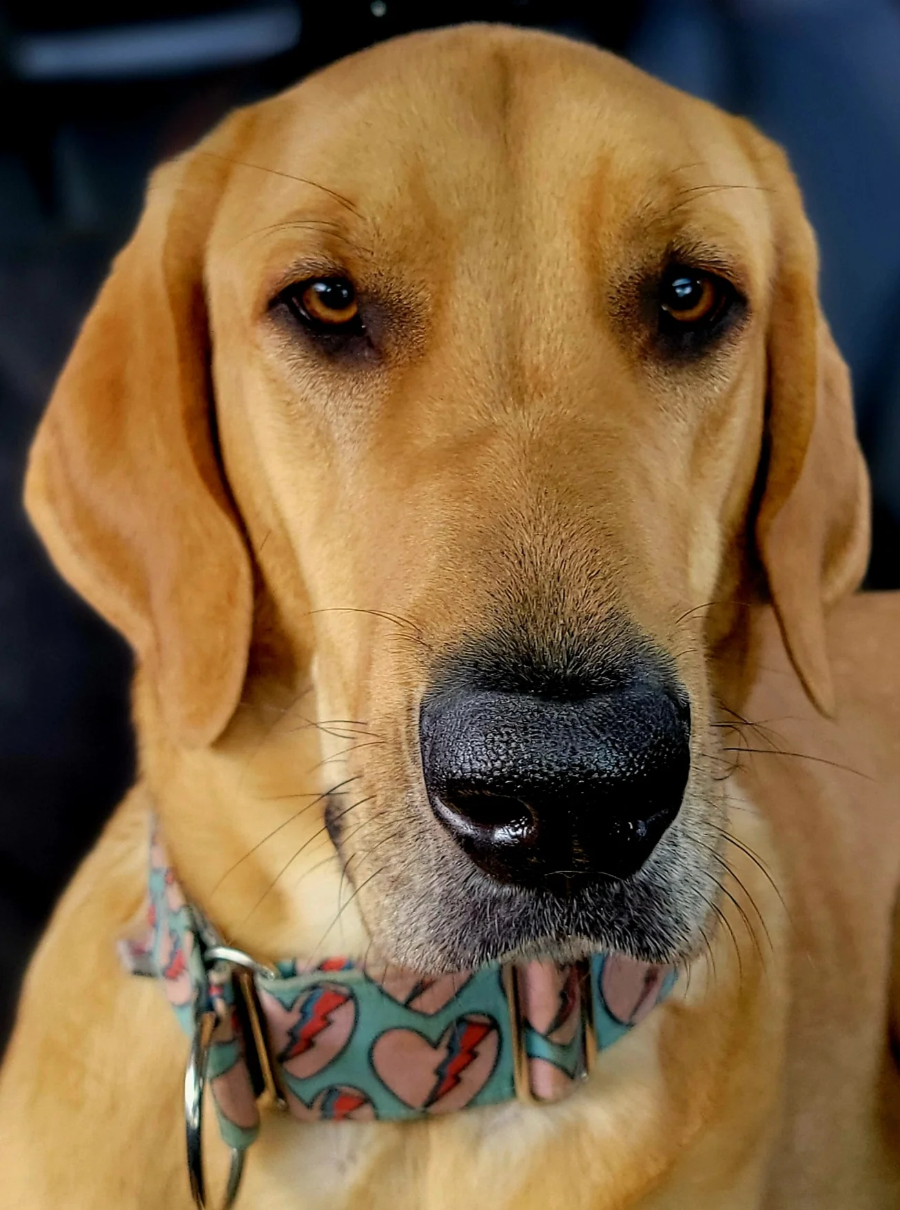 Personalized Pet Note Cards