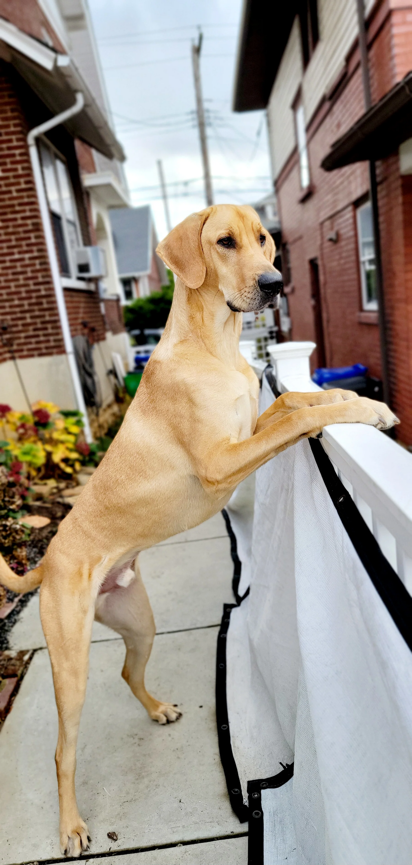 Personalized Pet Note Cards