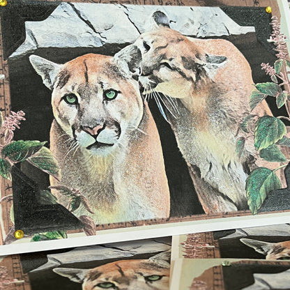 SALE 9 of 52 - Cougar