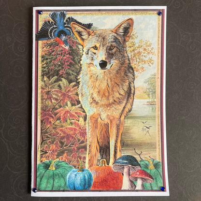 SALE 18 of 52 - Coyote